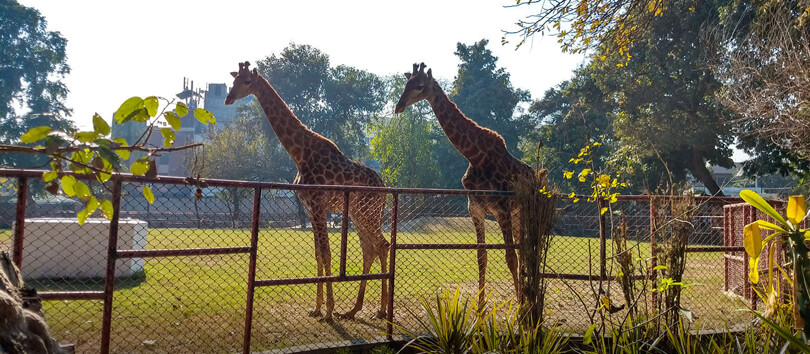 Lahore Zoo