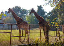 Lahore Zoo in Lahore