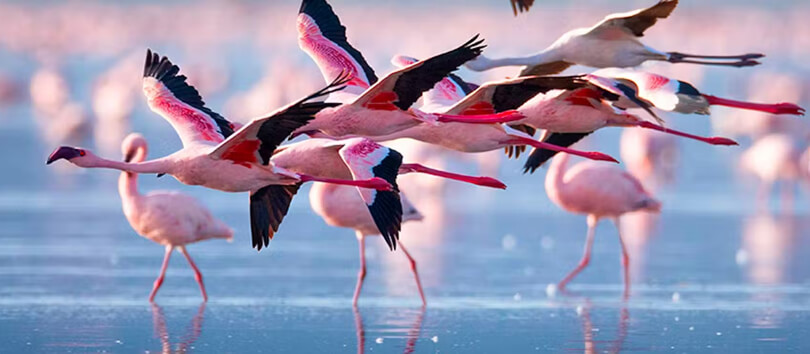 Lake Bogoria
