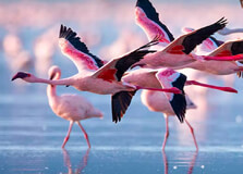 Lake Bogoria in Nakuru