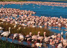 Lake Elementaita in Nakuru