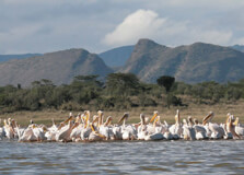 Lake Elmenteita in Nairobi