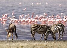 Lake Manyara National Park in Arusha