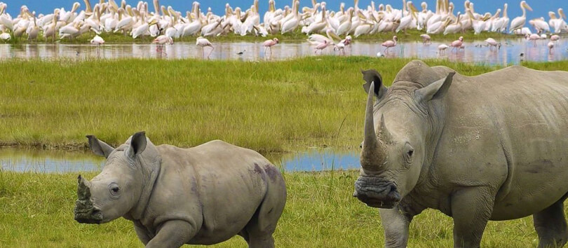 Lake Nakuru National Park