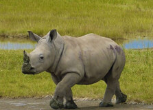 Lake Nakuru National Park in Nairobi