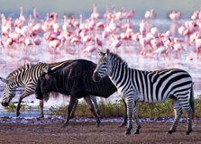 Lake Nakuru National Park in Nakuru