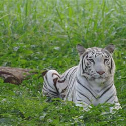 Lakhi Jungle in Bhatinda