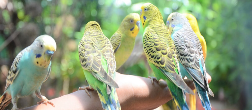 Langkawi Wildlife Park