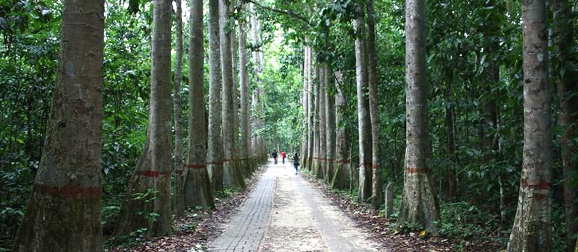 Lawachara National Park