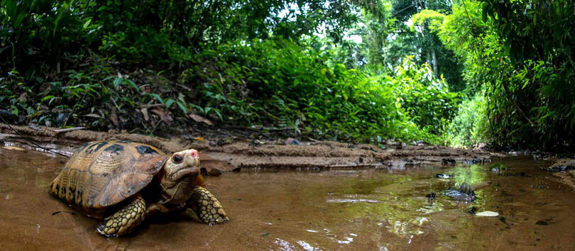 Lawachara National Park