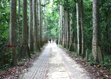 Lawachara National Park in Srimangal Lawachara National Park in Srimangal