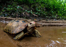 Lawachara National Park in Sylhet Lawachara National Park in Sylhet