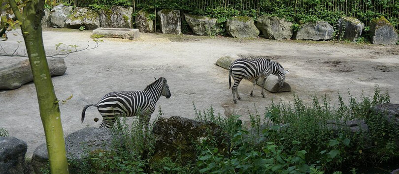 Le Zoo de Lille