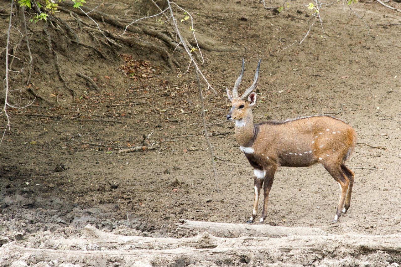 Lengwe National Park in Chikwawa