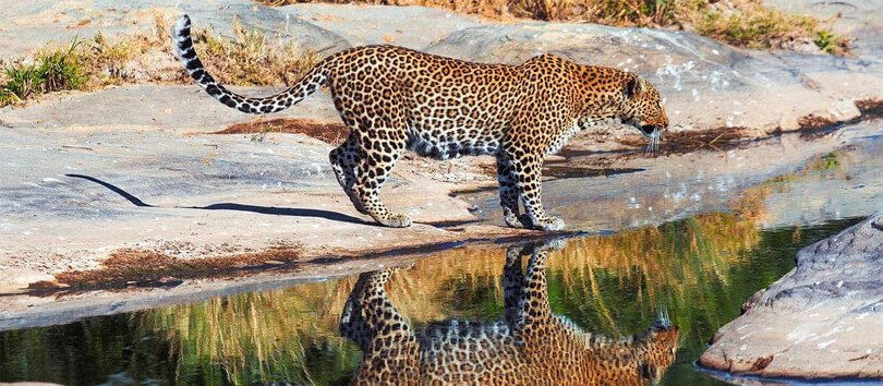 Leopard Gorge