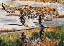 Leopard Gorge in Masai Mara
