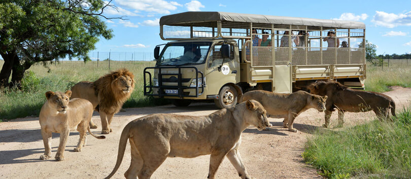 Lion and Safari Park Johannesburg