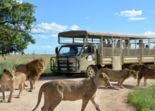 Lion and Safari Park Johannesburg in Johannesburg