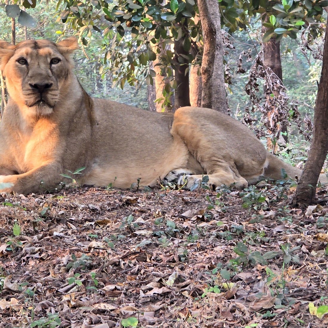 Lion Safari Wildlife Park in Silvassa