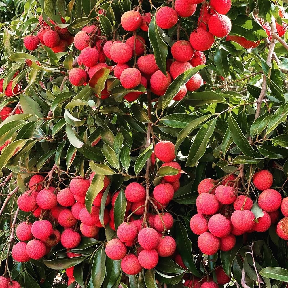 Litchi Gardens in Muzaffarpur