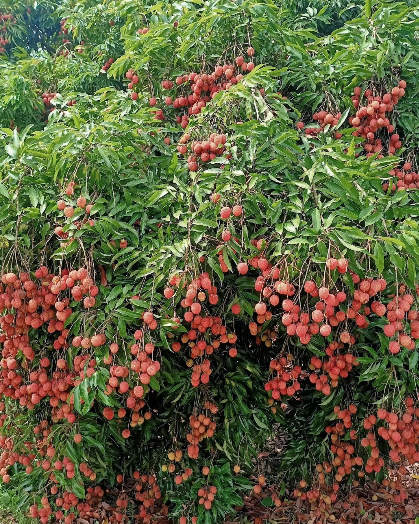 Litchi Gardens in Muzaffarpur