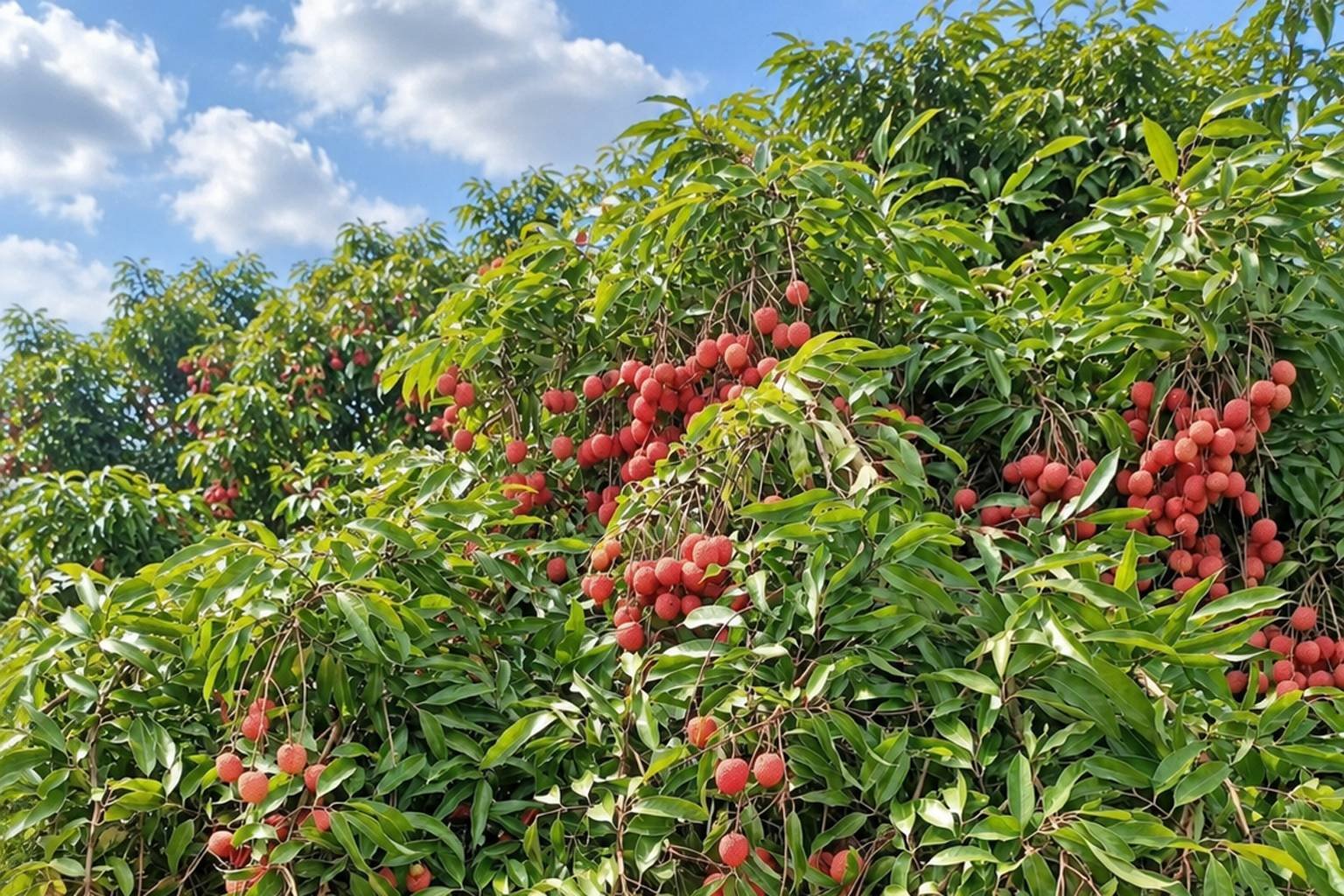 Litchi Gardens in Muzaffarpur