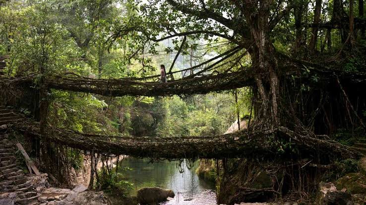 Living Root Bridges in Cherrapunji