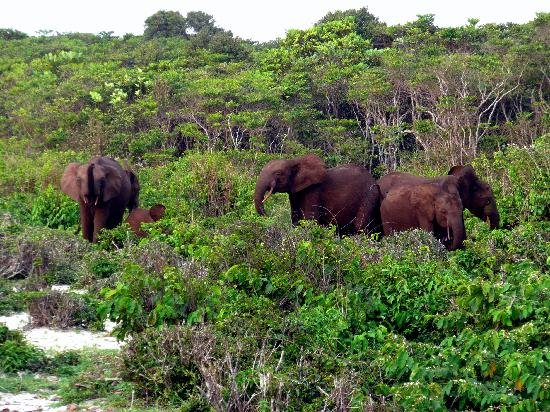 Loango National Park in Loango