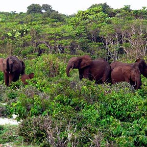Loango National Park