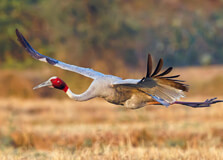 Lumbini Crane Sanctuary in Lumbini