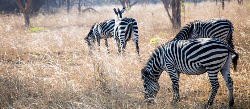 Lusaka National Park