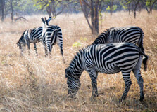 Lusaka National Park in Lusaka