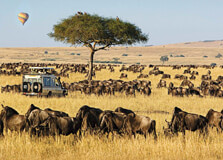 Masai Mara National Reserve in Narok