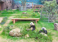 Macao Giant Panda Pavilion in Macau