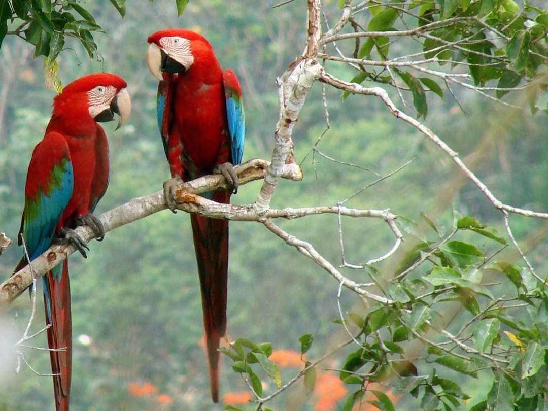 Madidi National Park in La Paz