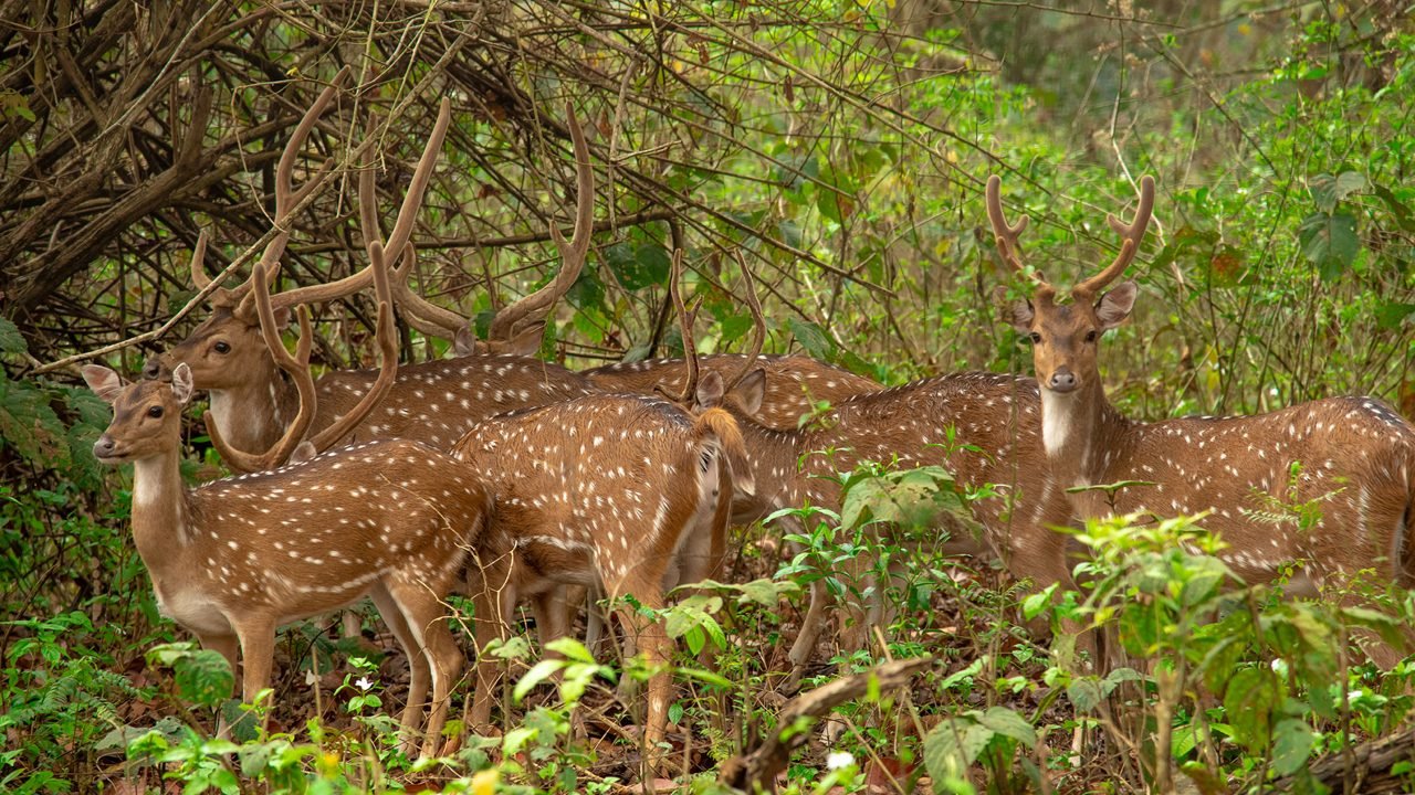 Mahananda Wildlife Sanctuary in Siliguri