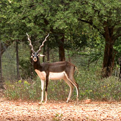 Mahavir Harina Vanasthali National Park in Hyderabad
