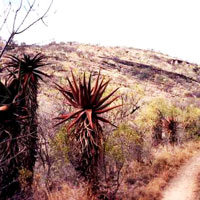 Makapansgat Valley in Limpopo