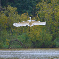 Mandagadde Bird Sanctuary in Shimoga