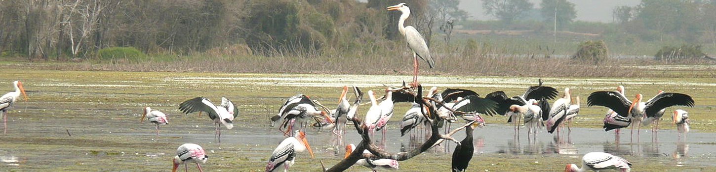 Manjira Bird Sanctuary