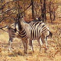 Mapungubwe National Park in Limpopo
