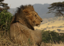 Mara Triangle in Narok
