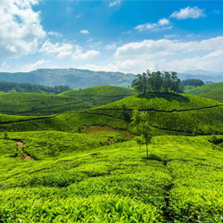 Marayoor Sandalwood Forest in Munnar