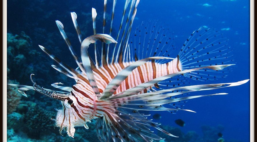 Marine Aquarium in Lakshadweep