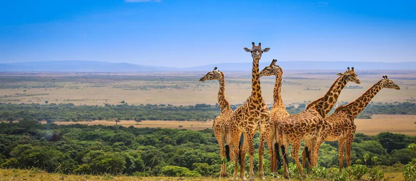 Masai Mara National Reserve