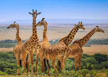 Masai Mara National Reserve