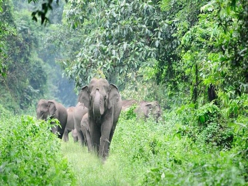 Meghamalai Wildlife Sanctuary in Theni