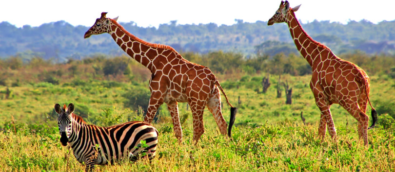 Meru National Park