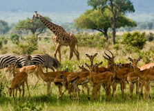 Mikumi National Park in Dar-es-Salaam