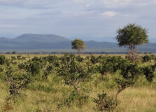 Mikumi National Park
